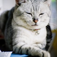 cookie201010_7
